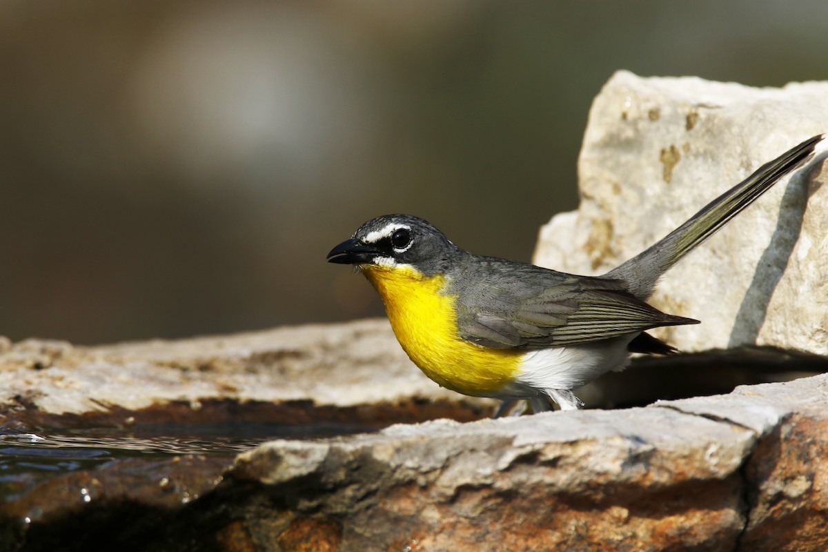 Yellow-breasted Chat - ML619889892