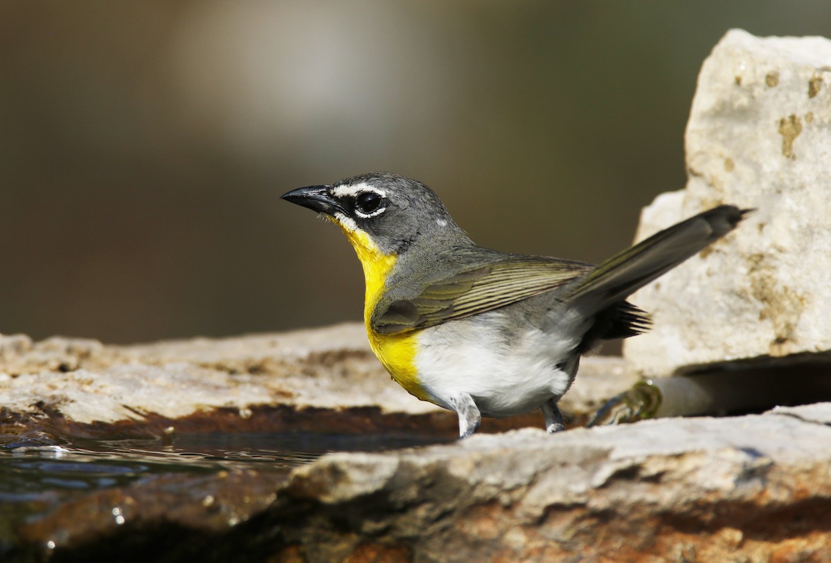 Yellow-breasted Chat - ML619889893