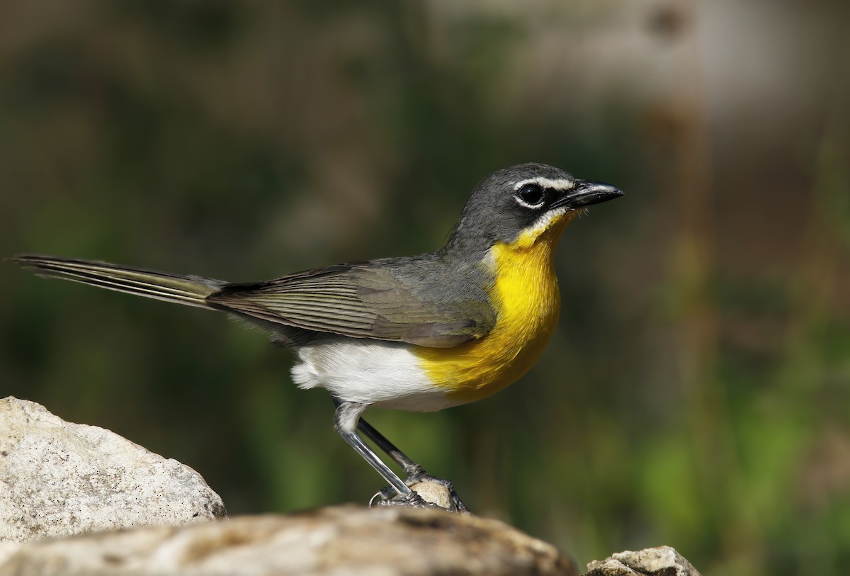 Yellow-breasted Chat - ML619889894