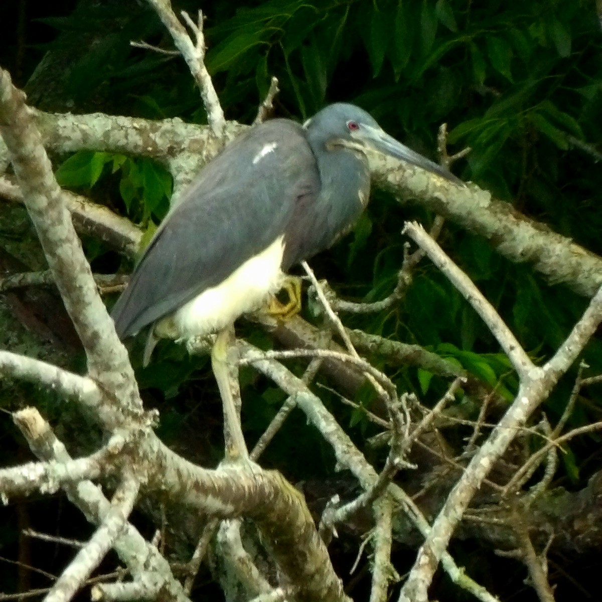 Tricolored Heron - ML619889896