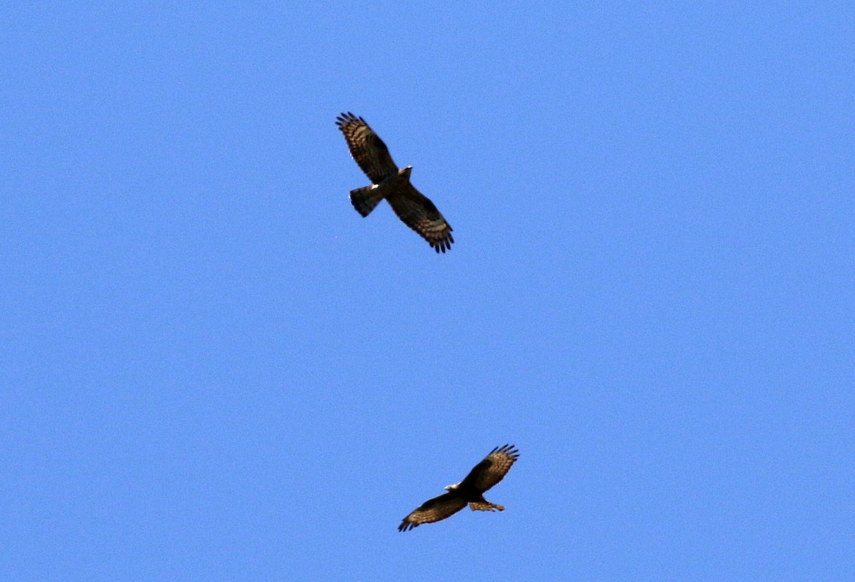 European Honey-buzzard - ML619889900