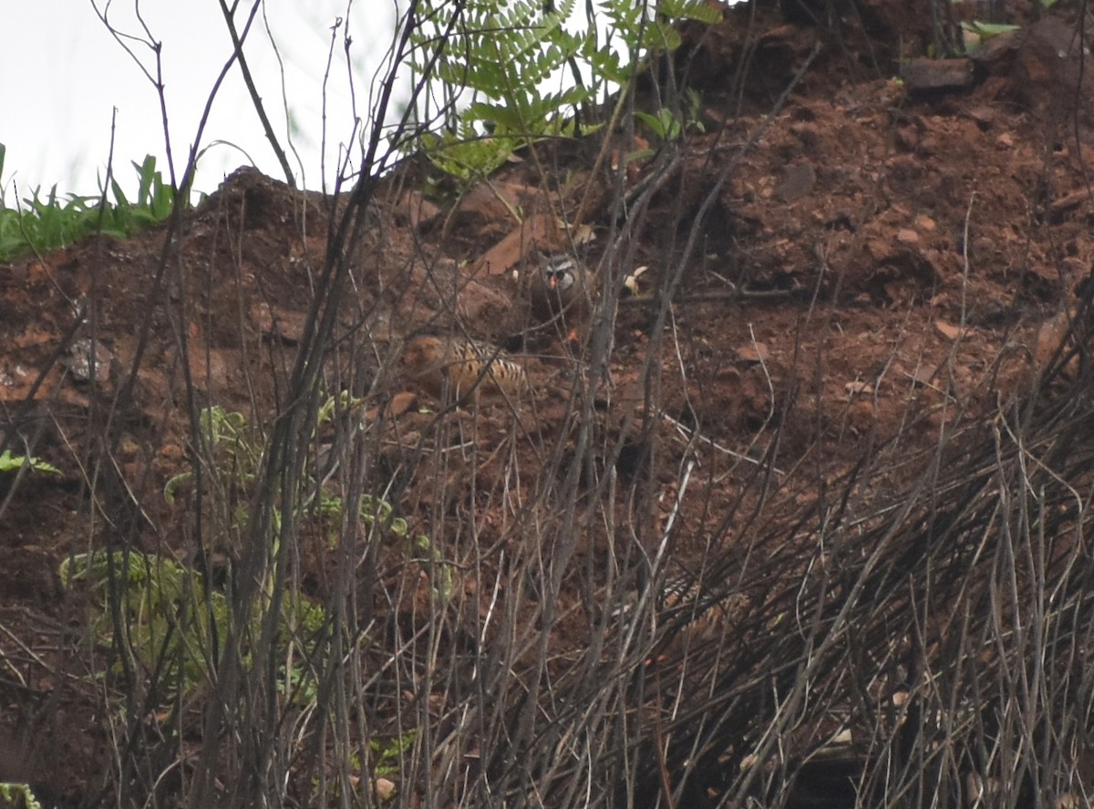 Painted Bush-Quail - ML619889928