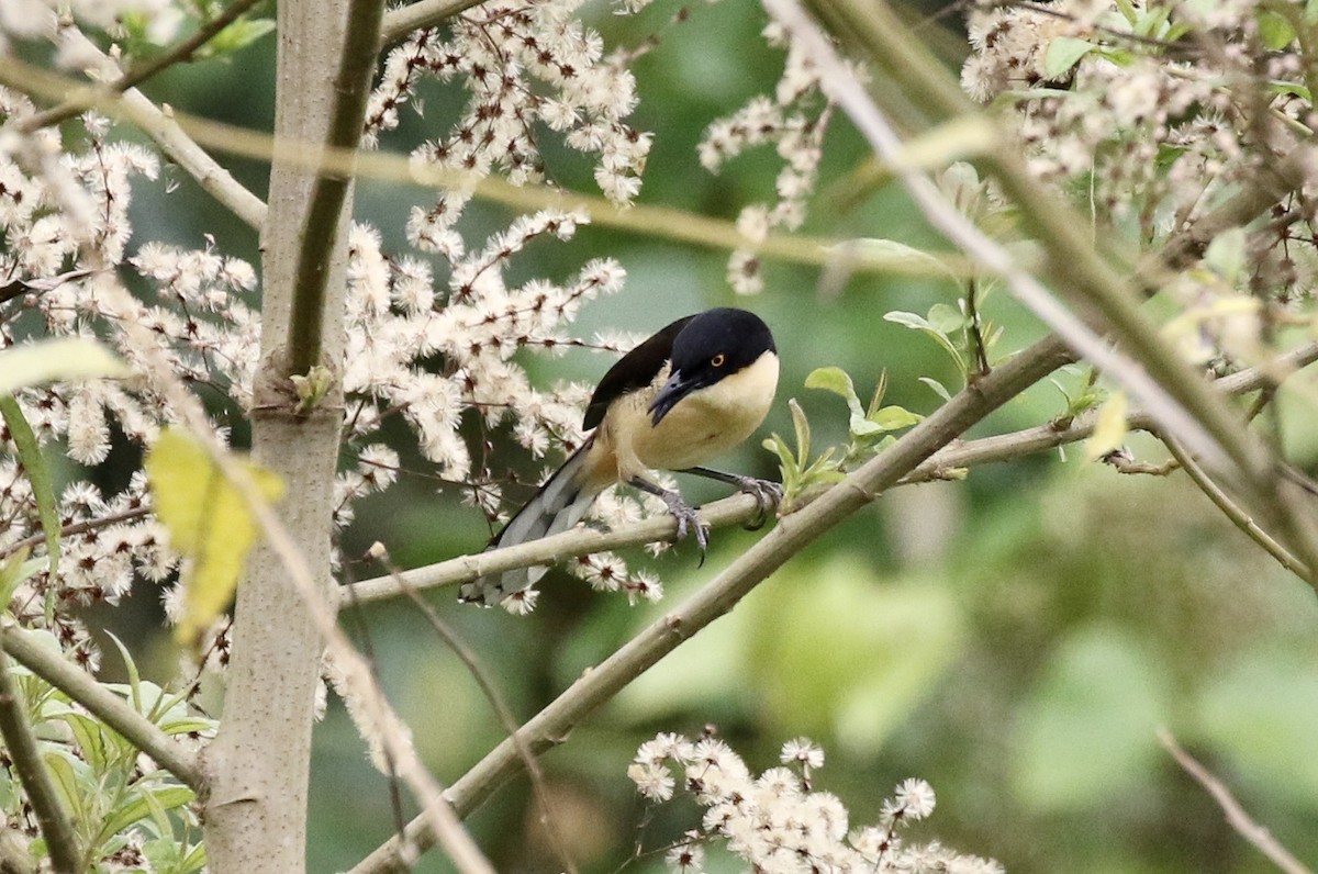 Black-capped Donacobius - ML619889937