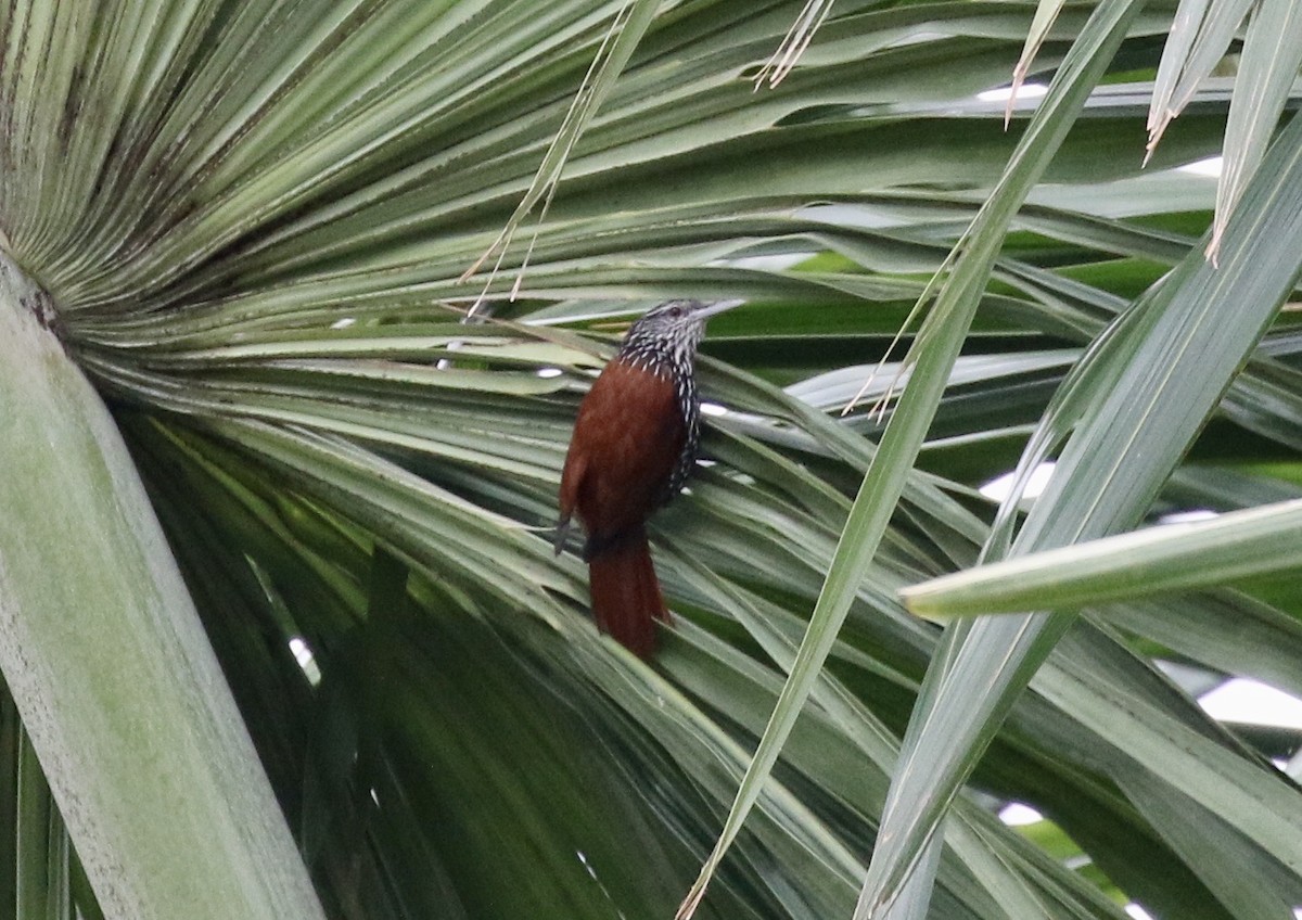 Point-tailed Palmcreeper - ML619889939