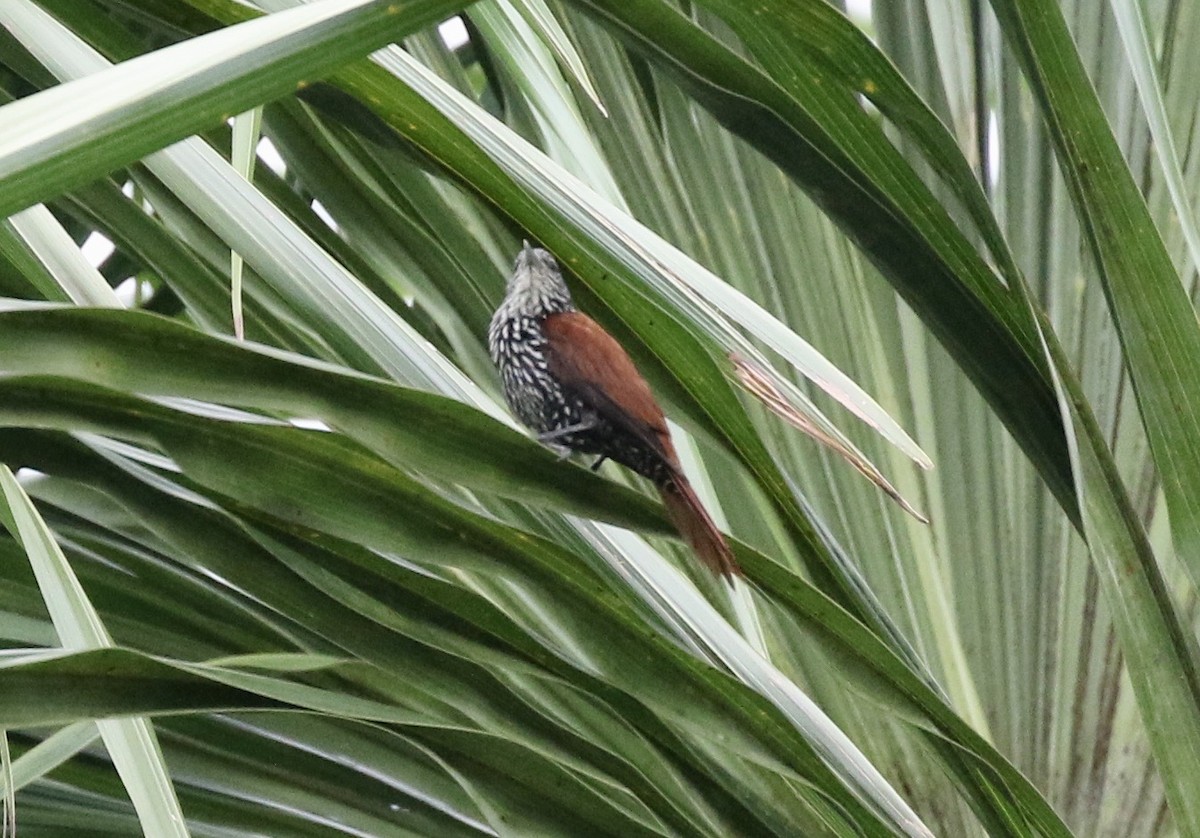 Point-tailed Palmcreeper - John Bruin