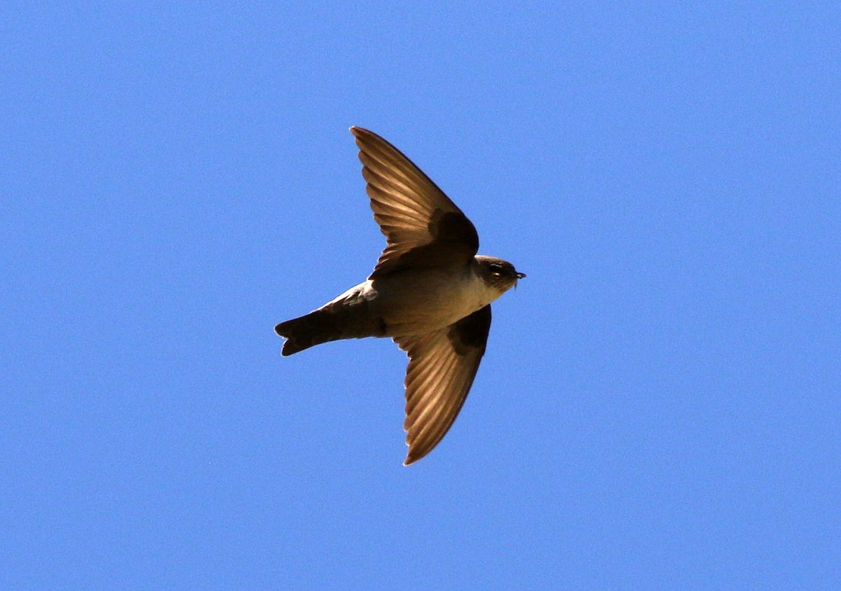 Eurasian Crag-Martin - ML619889941