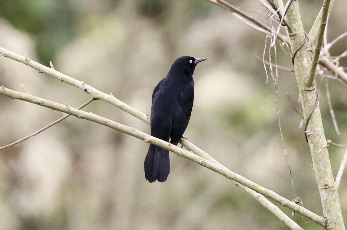 Pale-eyed Blackbird - ML619889946