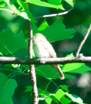 Acadian Flycatcher - ML619889953