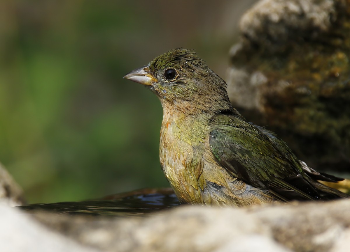 Painted Bunting - ML619889957