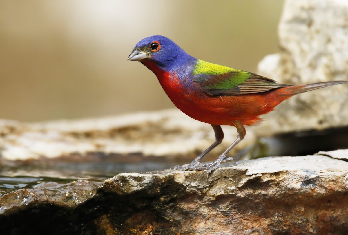 Painted Bunting - ML619889958