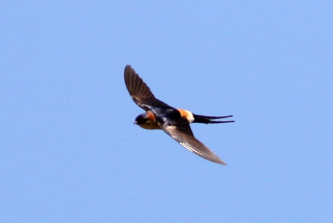 Red-rumped Swallow - ML619889961