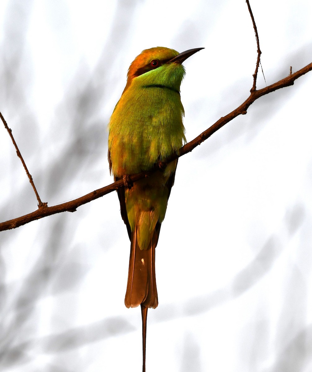 Asian Green Bee-eater - ML619889964