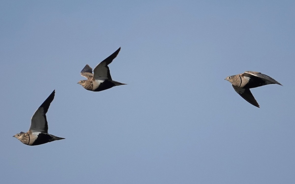 Black-bellied Sandgrouse - ML619889971