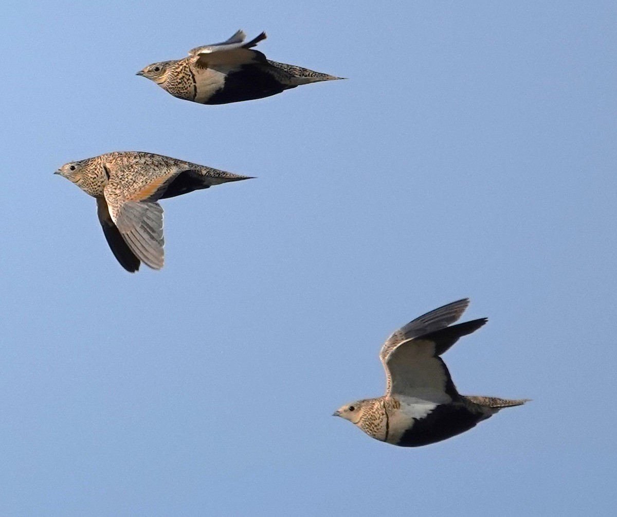 Black-bellied Sandgrouse - ML619889978