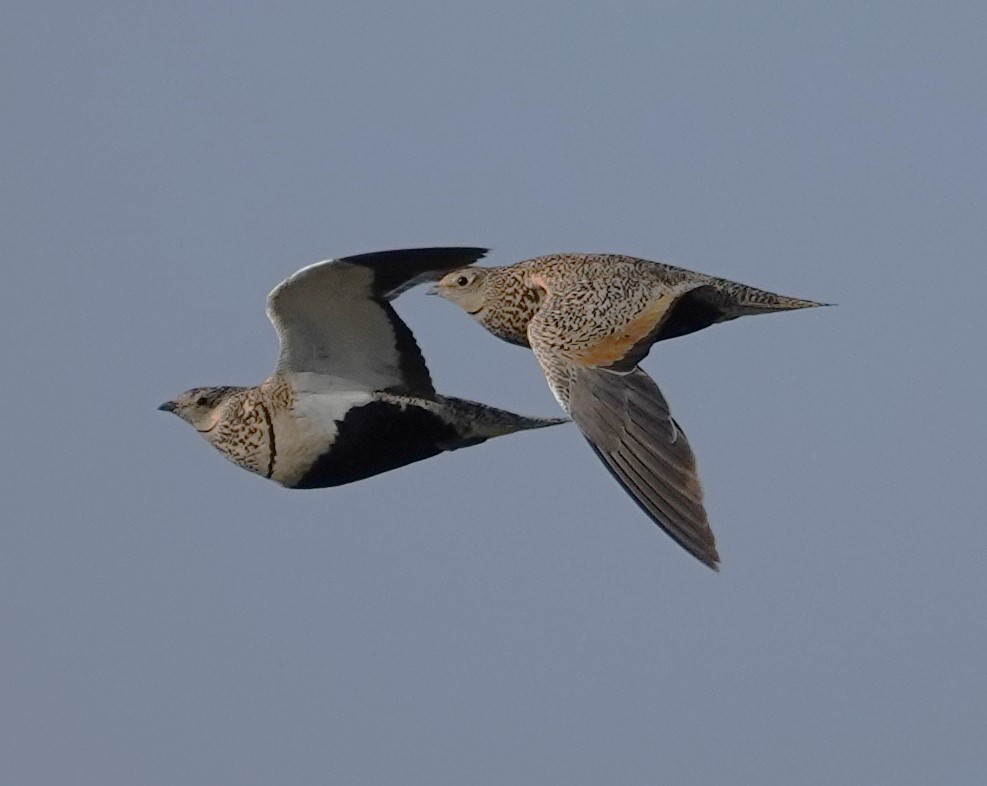 Black-bellied Sandgrouse - ML619889980