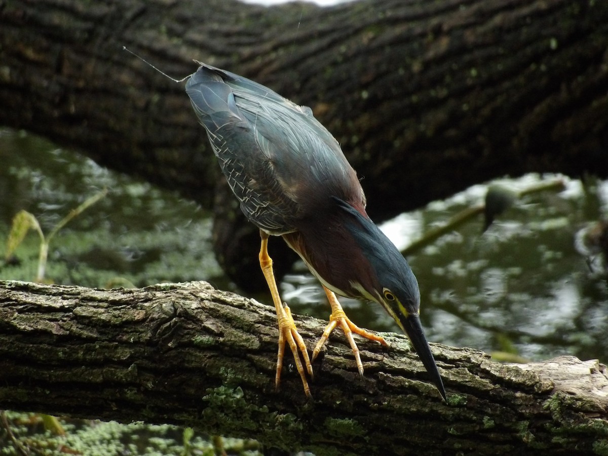 Green Heron - ML619889986