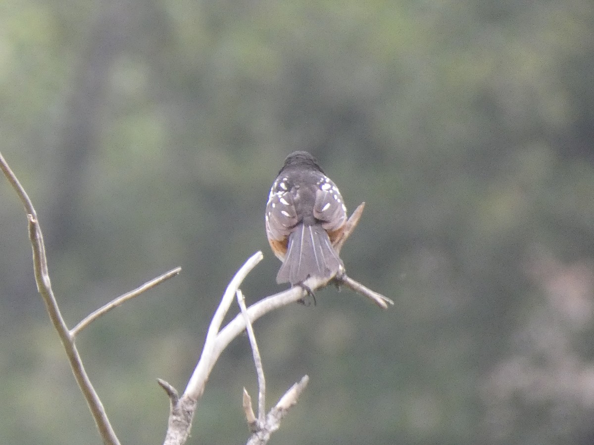Spotted Towhee - ML619889989