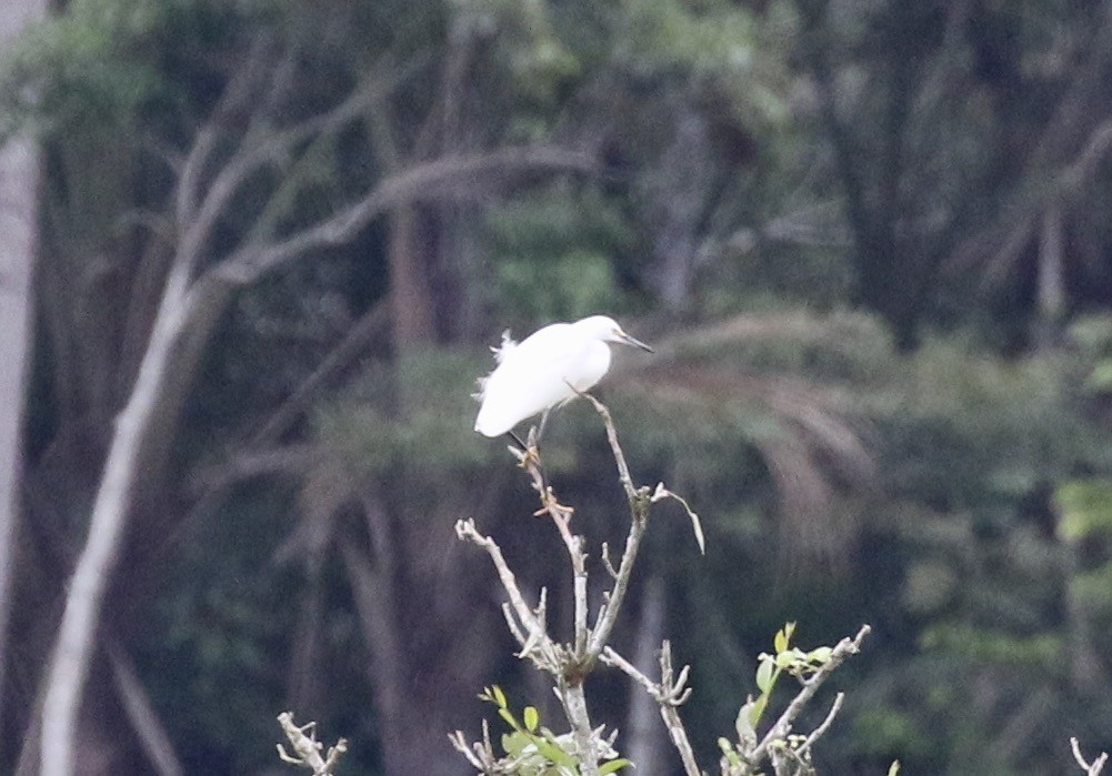 Snowy Egret - ML619889995