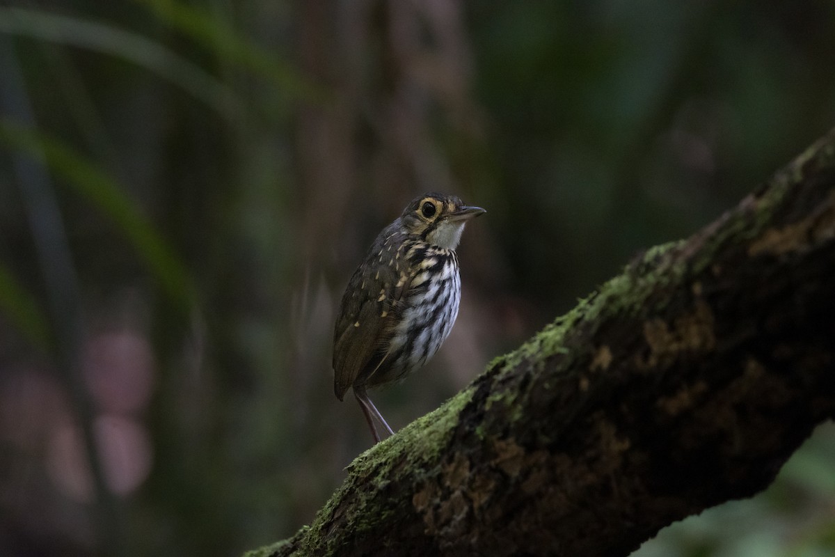 Streak-chested Antpitta - ML619890005