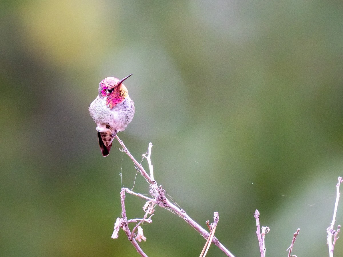 Anna's Hummingbird - ML619890019