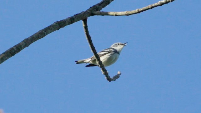 Paruline azurée - ML619890023