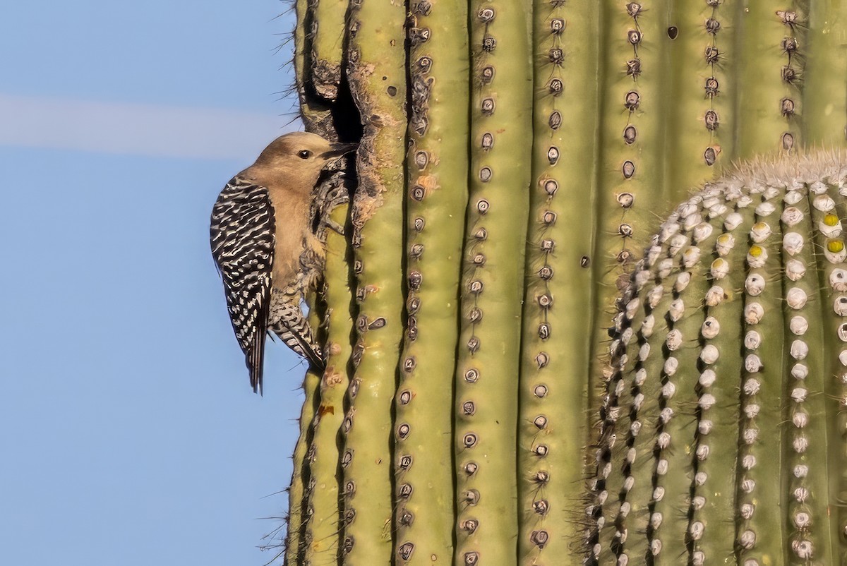 Gila Woodpecker - ML619890026