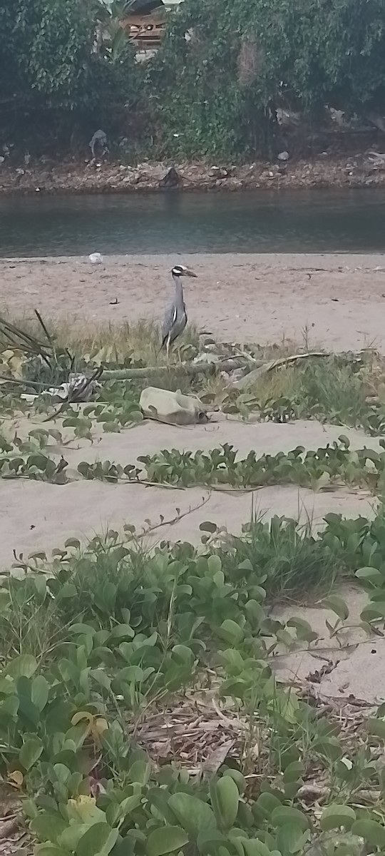 Yellow-crowned Night Heron - ML619890027