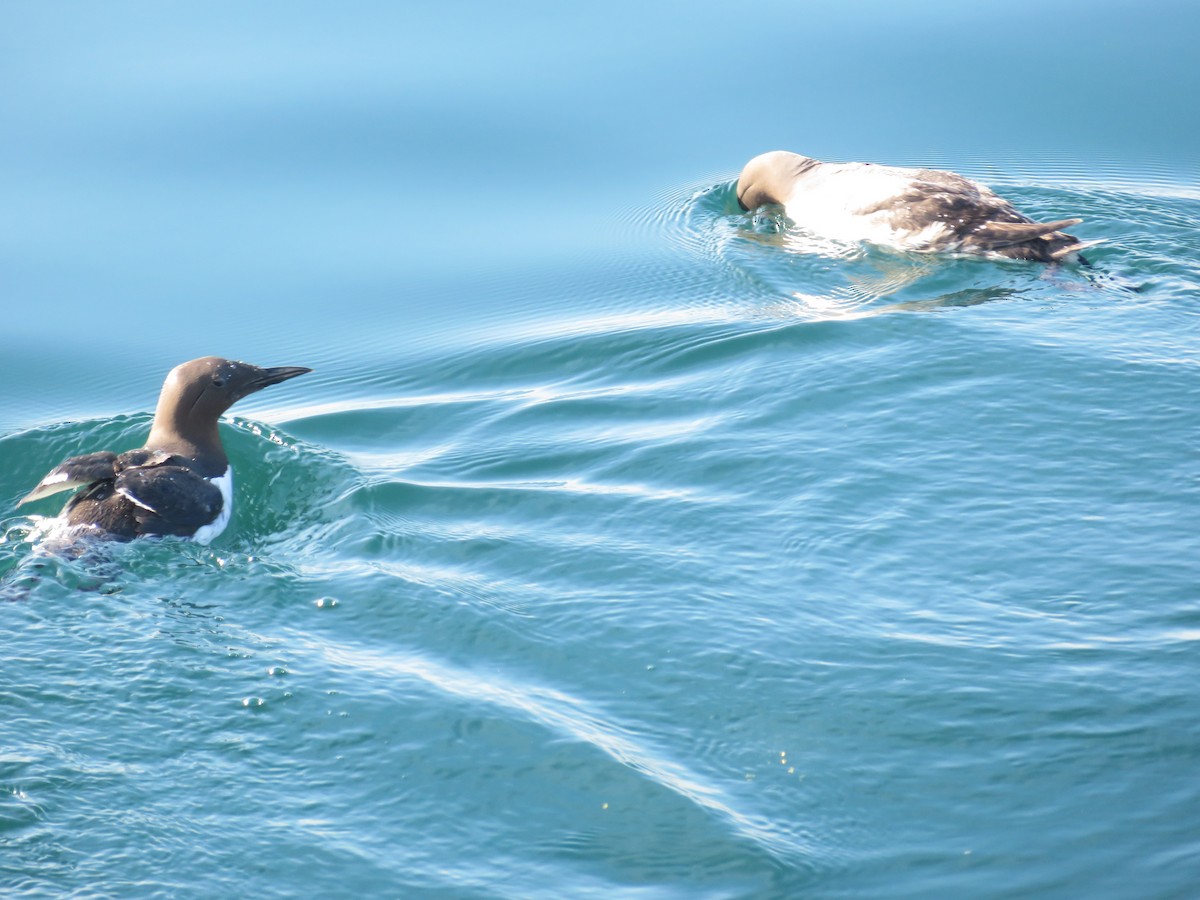 Common Murre - ML619890037