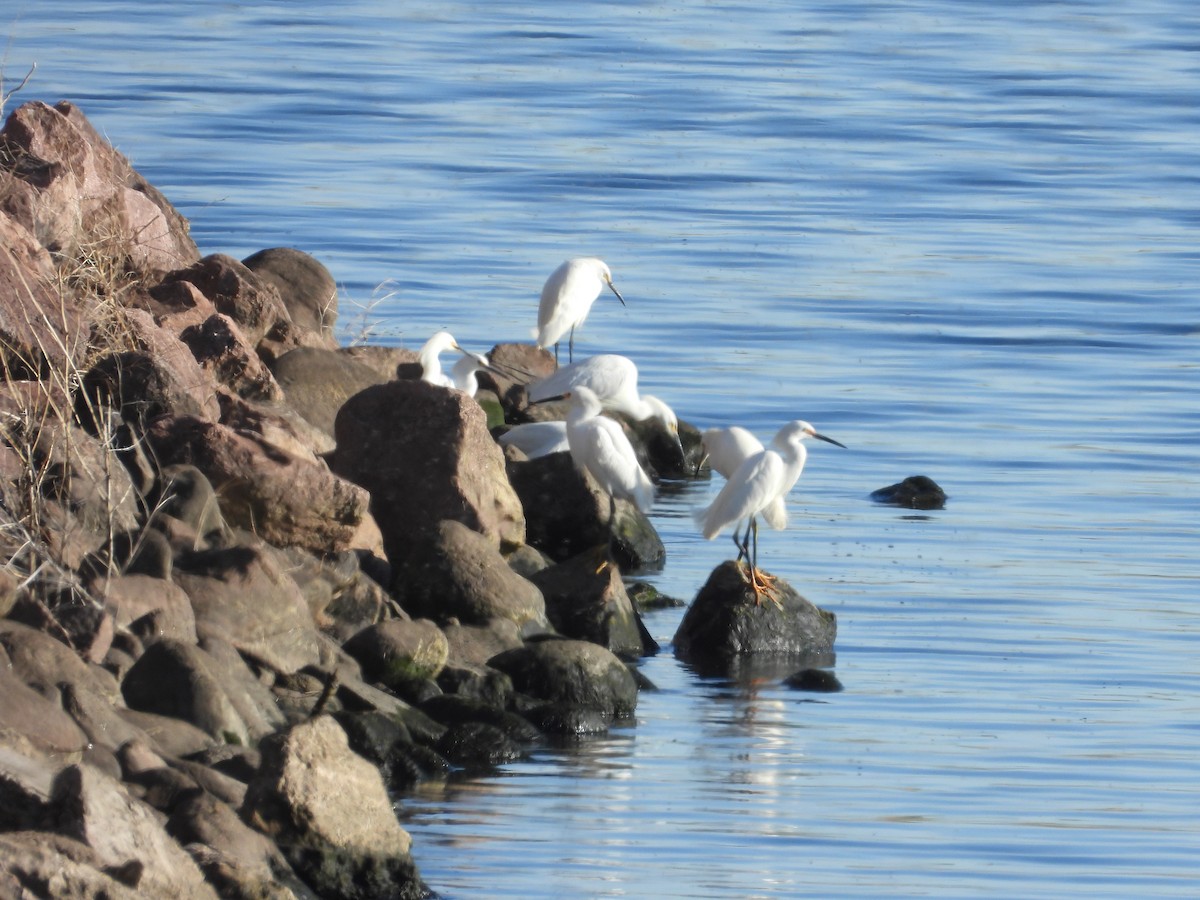 Snowy Egret - ML619890040