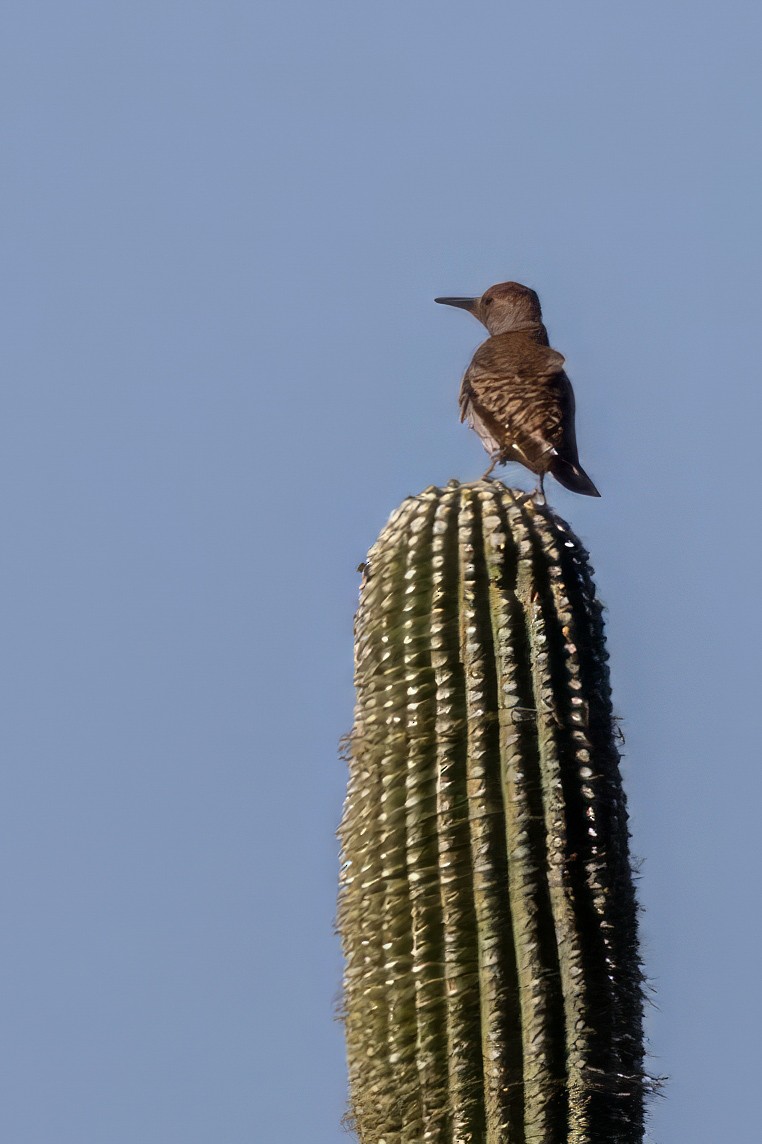 saguarospett - ML619890057