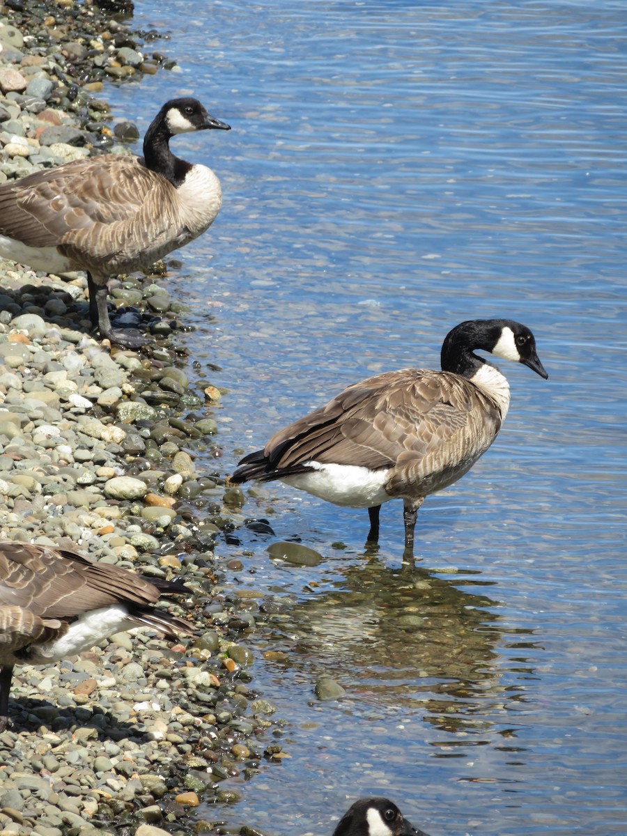 Canada Goose - Stephanie Parker