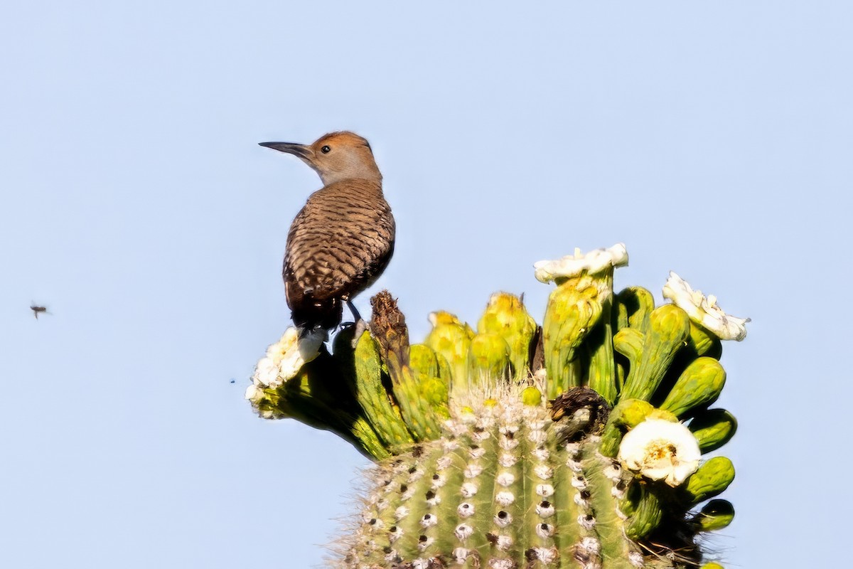 Gilded Flicker - ML619890059