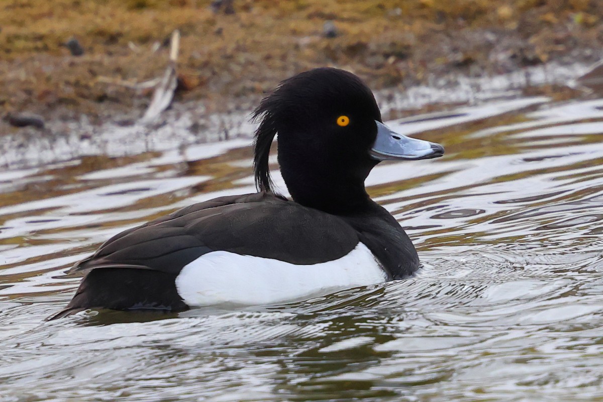 Tufted Duck - ML619890067