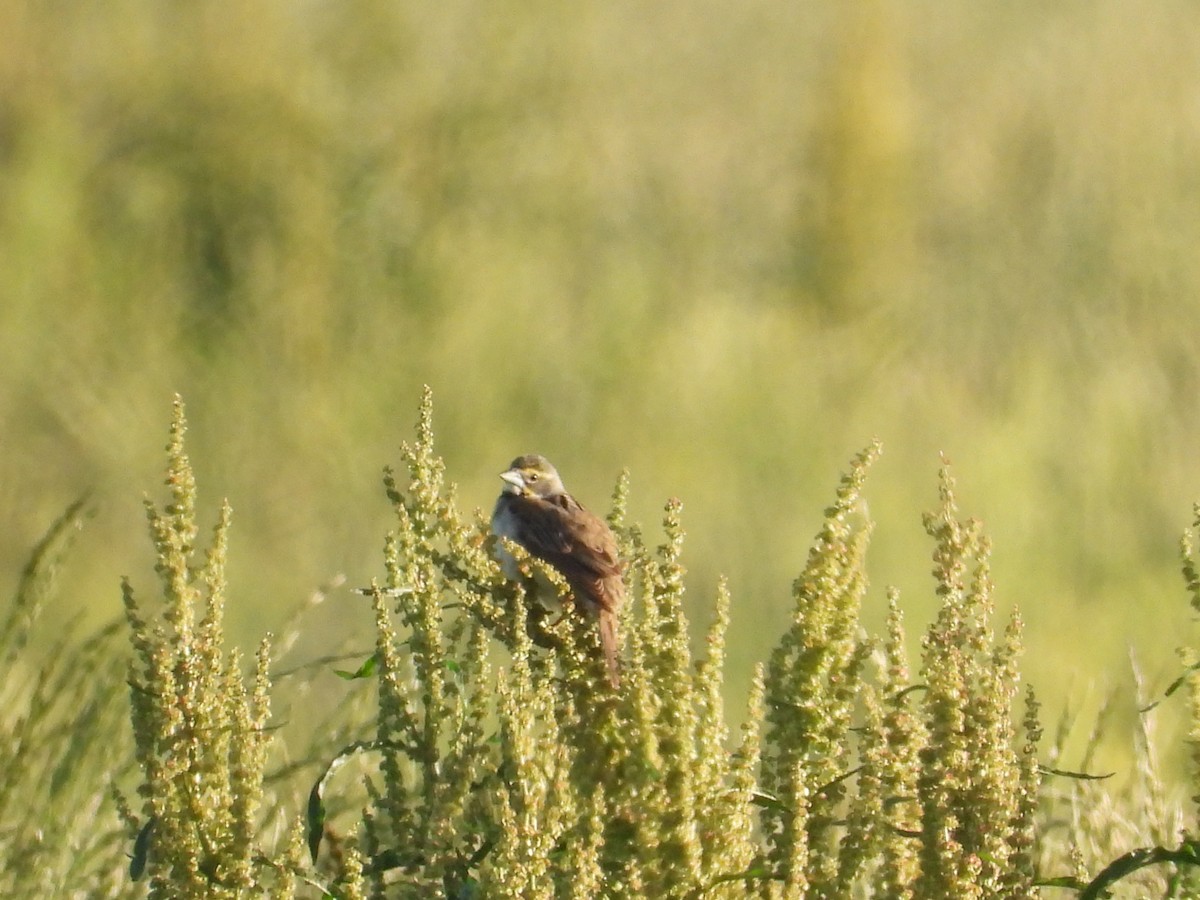 Dickcissel - ML619890083