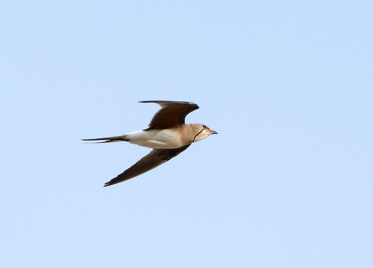 Collared Pratincole - ML619890088