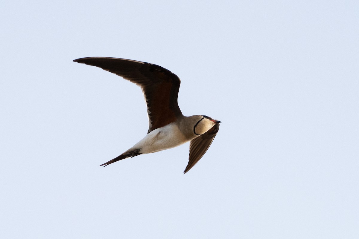 Collared Pratincole - ML619890090