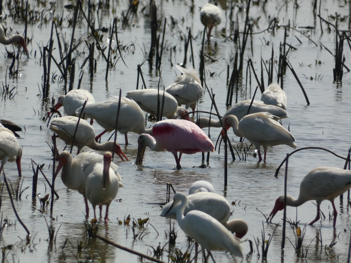 Roseate Spoonbill - ML619890093