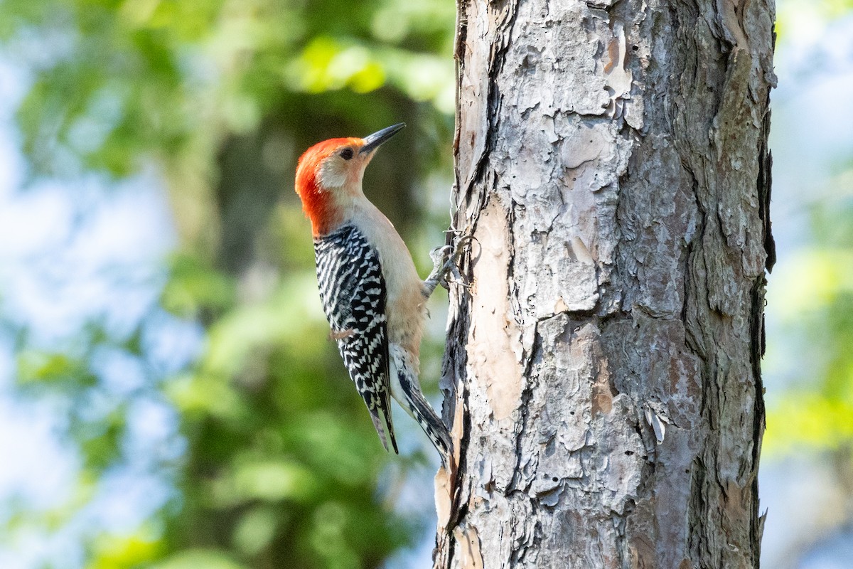 Red-bellied Woodpecker - ML619890095