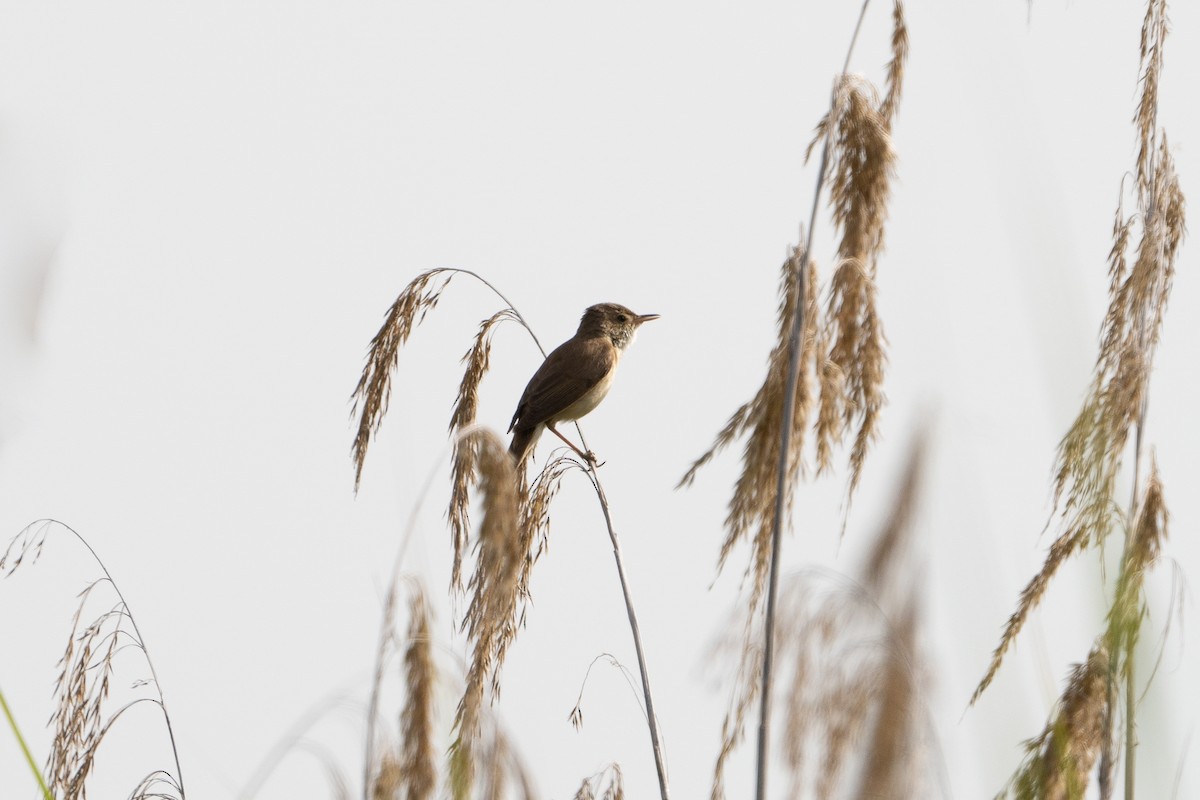 Common Reed Warbler - ML619890098