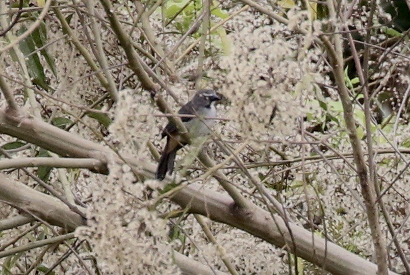 Bluish-gray Saltator - ML619890102