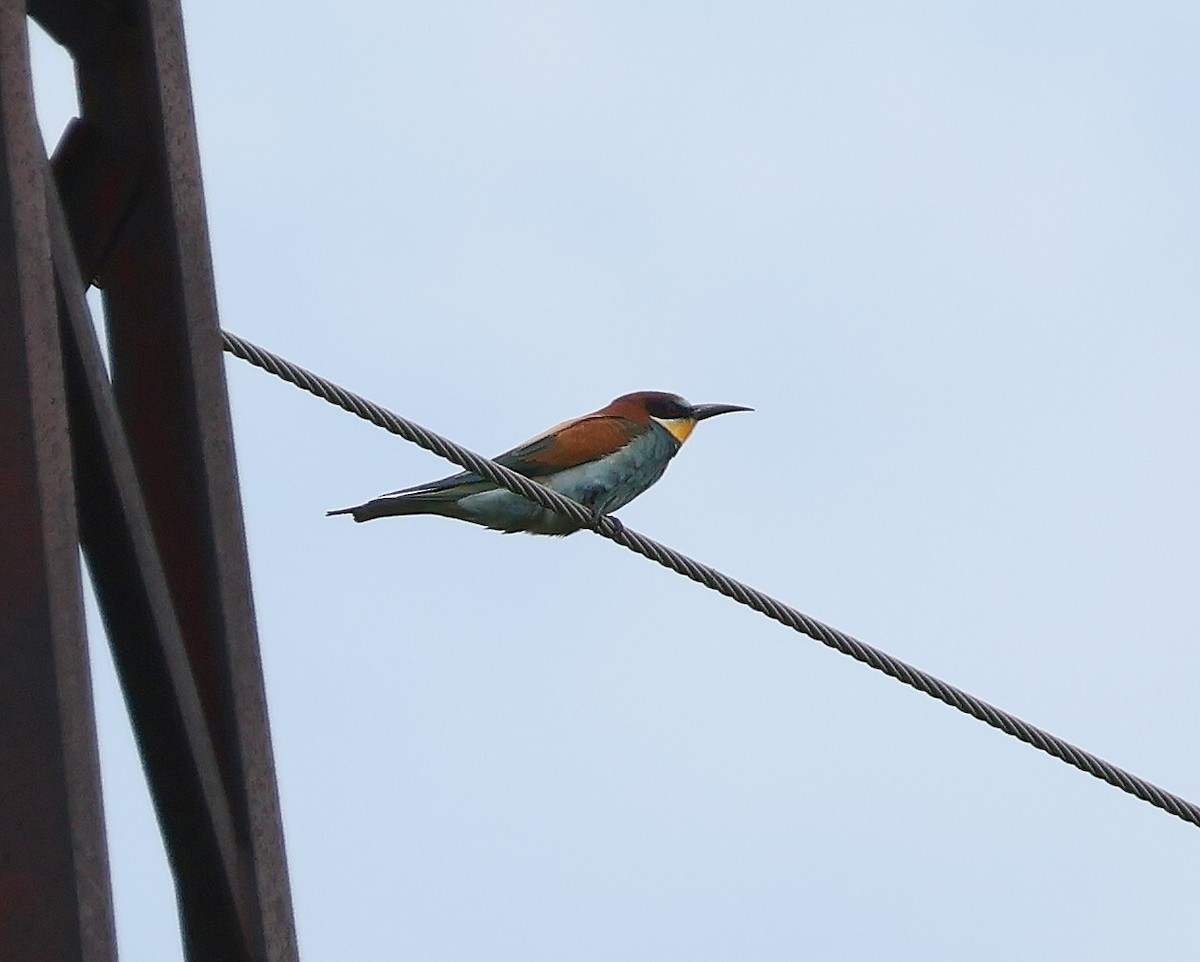 European Bee-eater - ML619890110