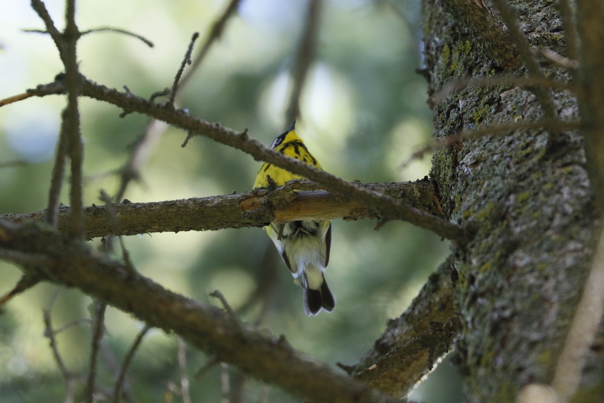 Magnolia Warbler - ML619890114