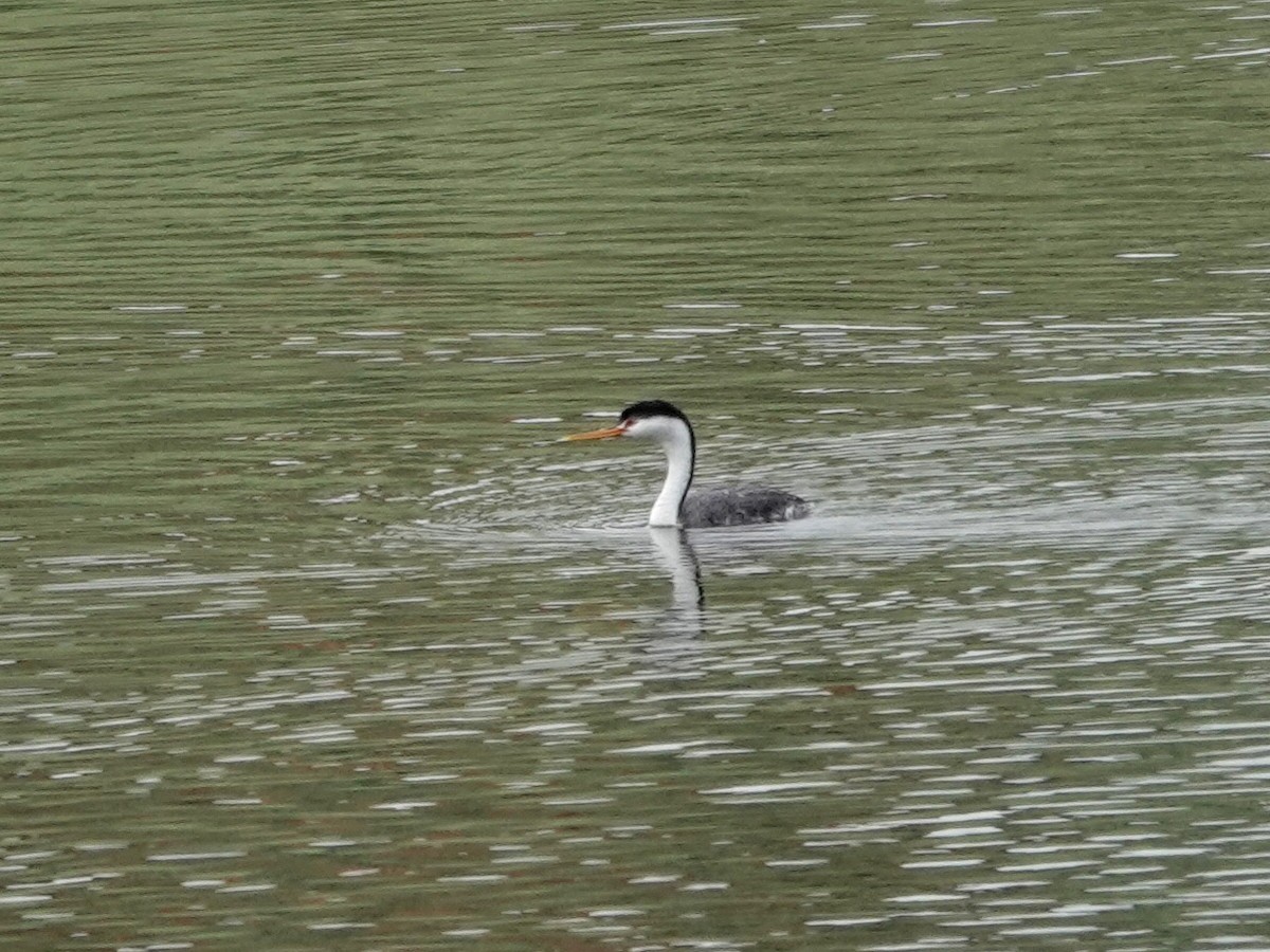 Clark's Grebe - ML619890120