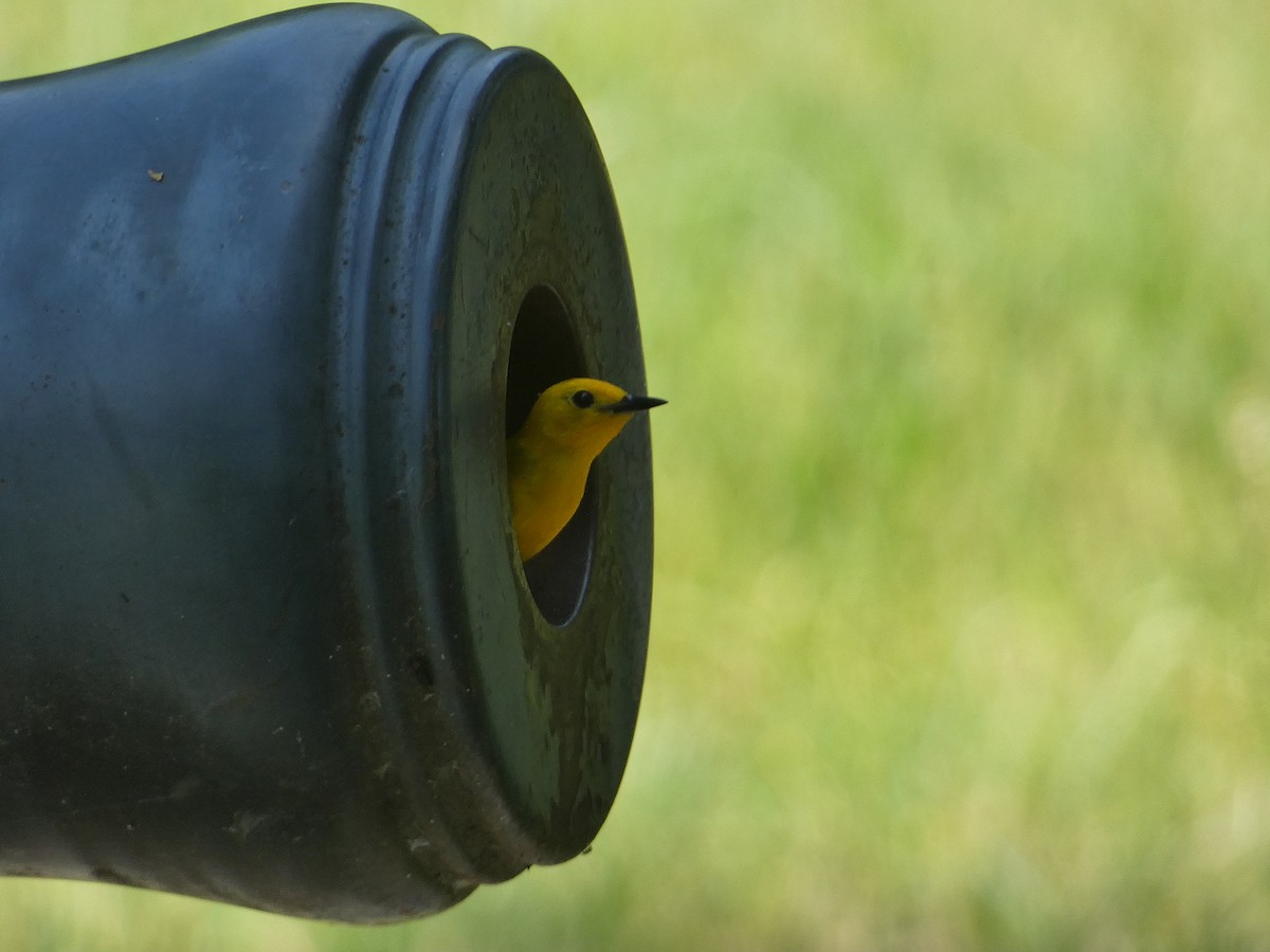 Prothonotary Warbler - ML619890123