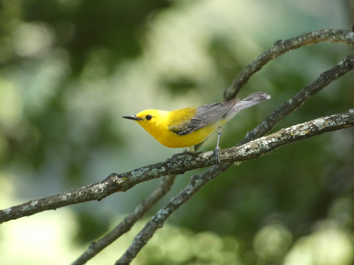 Prothonotary Warbler - ML619890124