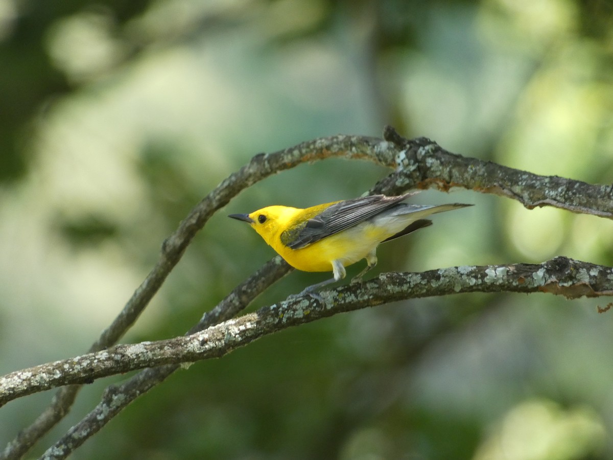Prothonotary Warbler - ML619890125