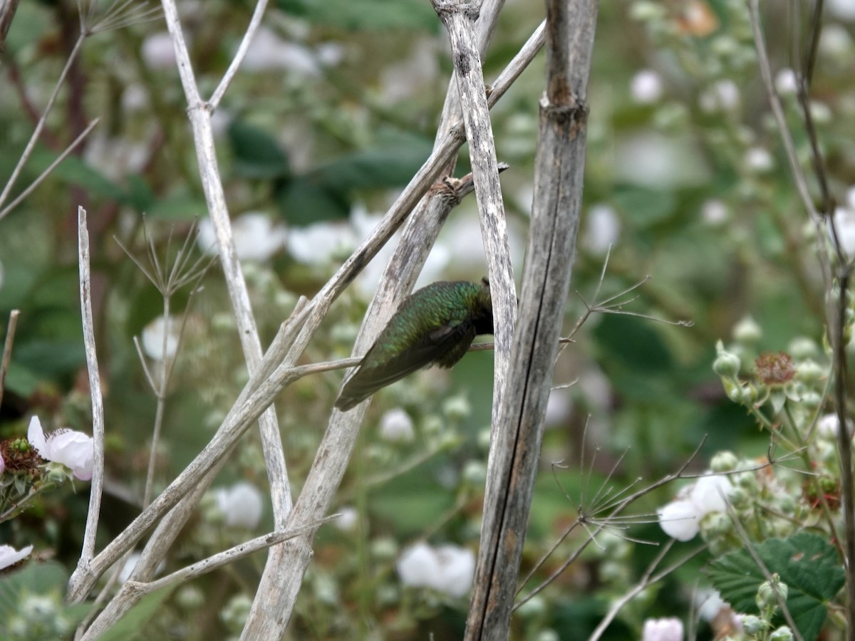 Anna's Hummingbird - ML619890129
