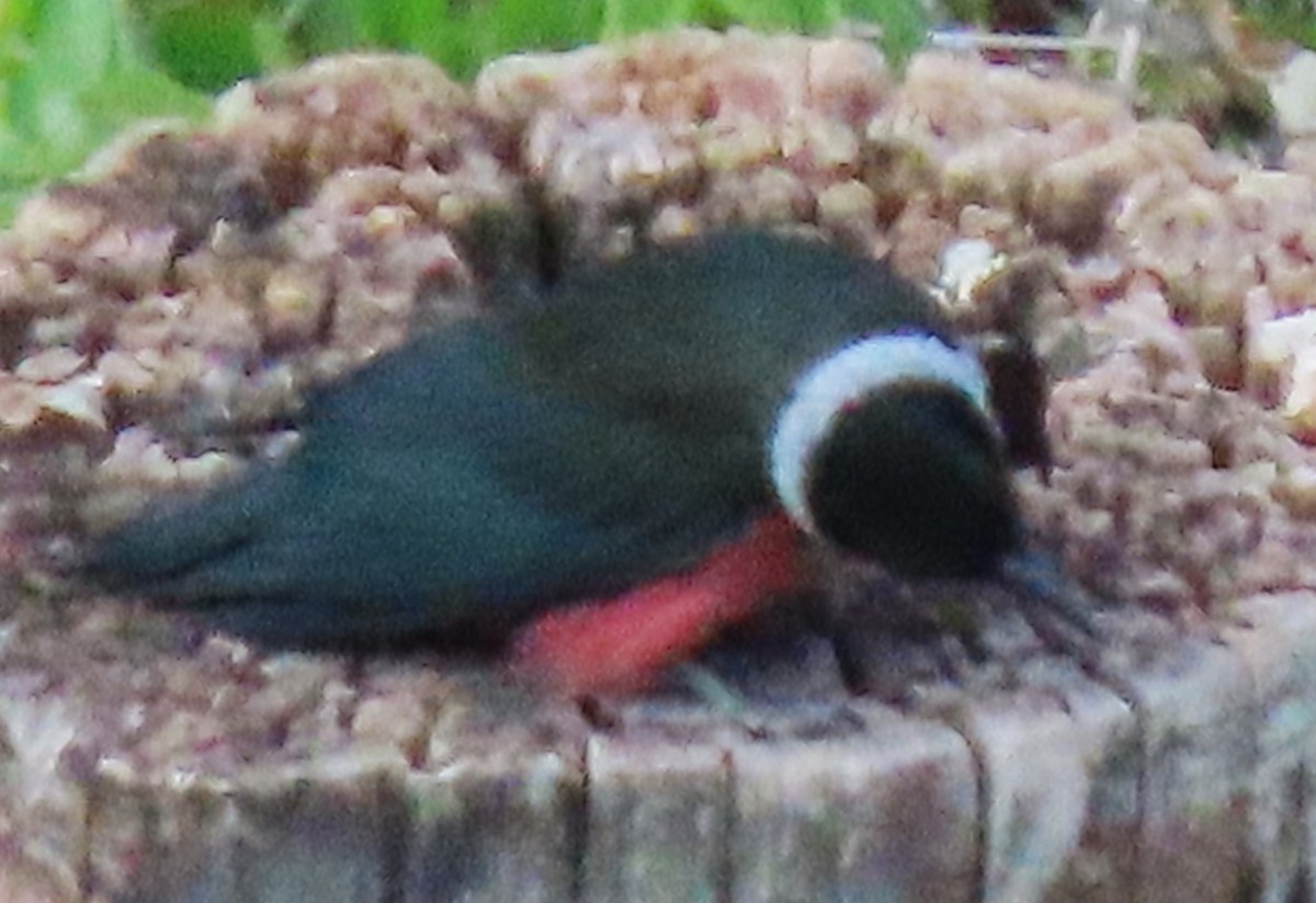 Lewis's Woodpecker - ML619890130