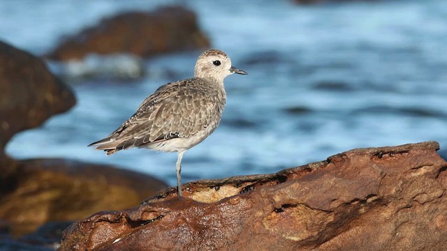 American Golden-Plover - ML619890131