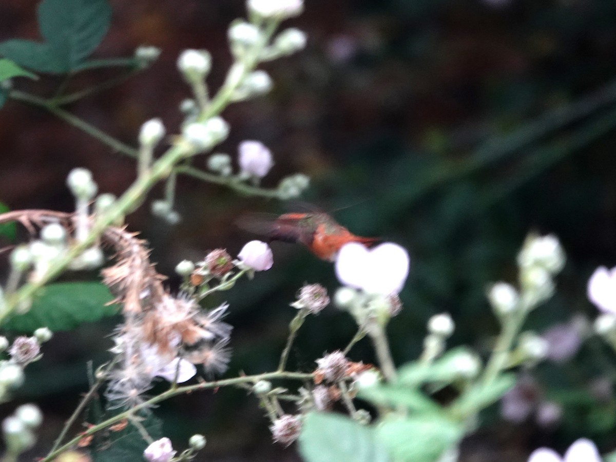 Allen's Hummingbird - Norman Uyeda